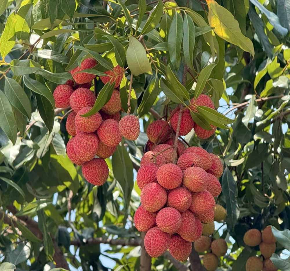 पारंपरिक फसलों से आगे बढ़ा बस्तर, लीची उत्पादन बना नई उम्मीद
