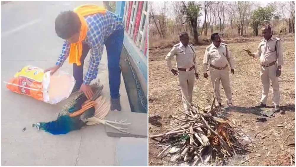 राष्ट्रीय पक्षी की अंत्येष्टि में लापरवाही के आरोप, प्रशासन की कार्यप्रणाली पर घिरे सवाल
