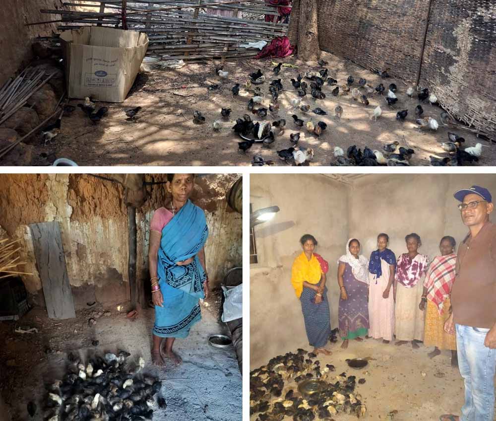 नियद नेल्लानार योजना: कच्चापाल जलप्रपात के पास ‘इन्द्रावती समूह’ की महिलाएँ मुर्गी पालन से लिख रहीं आत्मनिर्भरता की नई इबारत