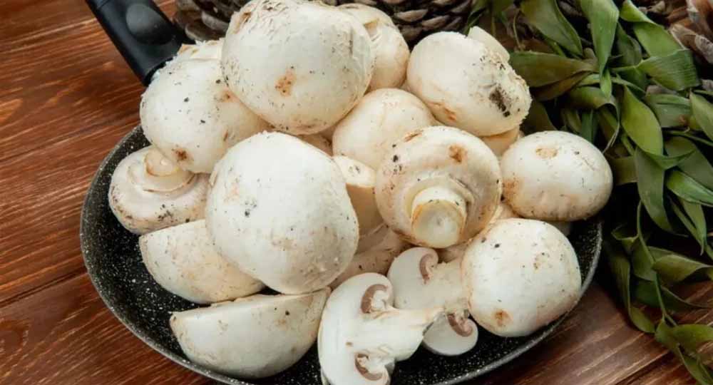 ईरान-US टकराव की मार, कच्चे माल की महंगाई से मशरूम कारोबार हुआ प्रभावित