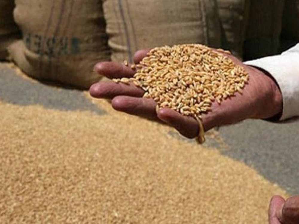गेहूं उपार्जन में मध्यप्रदेश देश में दूसरे स्थान पर
