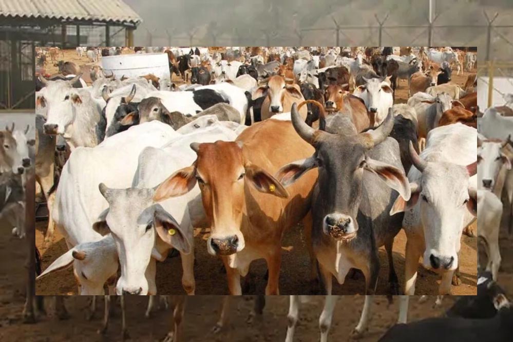 योगी सरकार गो संरक्षण और खेती में करने जा रही बड़ा वैज्ञानिक प्रयोग