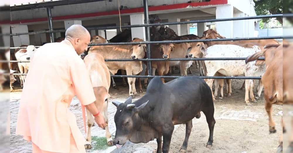 बरेली की बीएसए डॉ. विनीता ने निराश्रित गोवंश के लिए समाज से की भावुक अपील