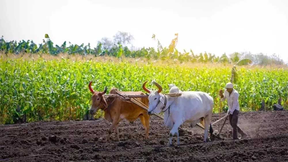 यूपी में 5,837 गेहूं क्रय केंद्र, खरीद व्यवस्था मजबूत
