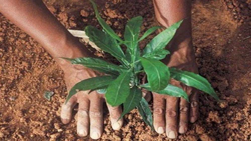 मुख्यमंत्री योगी आदित्यनाथ ने की वृहद पौधरोपण अभियान- 2026 की तैयारियों की समीक्षा, कहा पौधे लगाएं भी-बचाएं भी