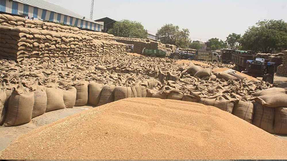 किसानों को बड़ी राहत! प्रदेश में अब तक 103 लाख मीट्रिक टन गेहूं खरीदा गया