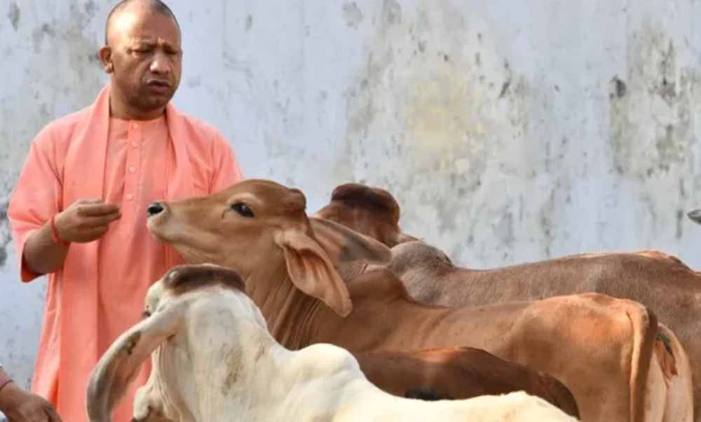 योगी सरकार का बड़ा मॉडल, गौ संरक्षण से मजबूत हो रही ग्रामीण अर्थव्यवस्था और रोजगार