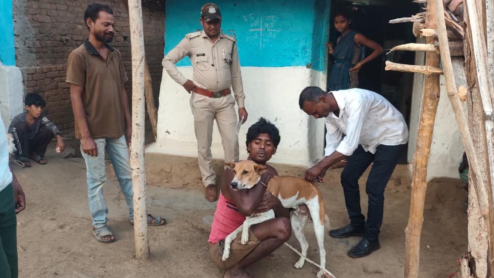बाघों पर मंडराया संक्रमण का खतरा, पेंच टाइगर रिजर्व में कुत्तों की वैक्सीनेशन ड्राइव तेज