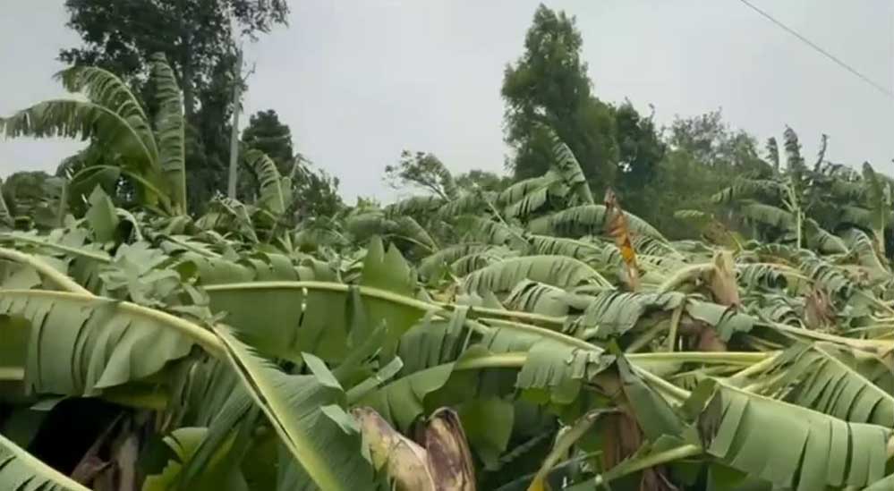 तेज बारिश-आंधी से किसानों को बड़ा झटका, मोहन यादव सरकार देगी प्रति हेक्टेयर मुआवजा