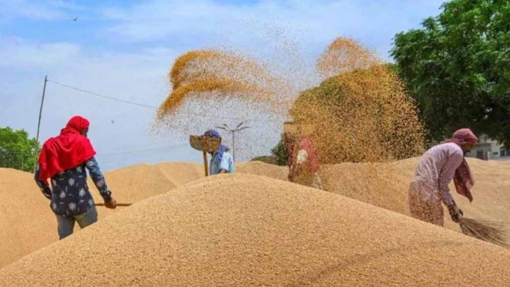 गर्मी और जलवायु बदलाव का असर, गेहूं की पैदावार और गुणवत्ता में गिरावट की आशंका